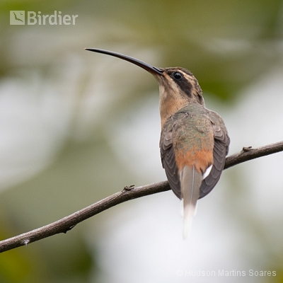 Hummingbirds - Beija Flores