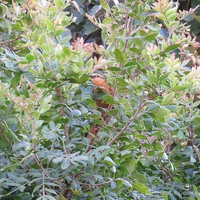 Aves da Fazenda Coqueiros