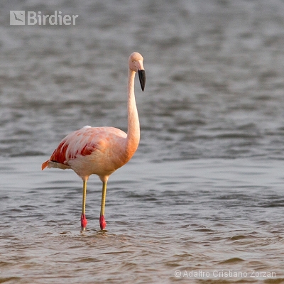 Minhas aves aquáticas