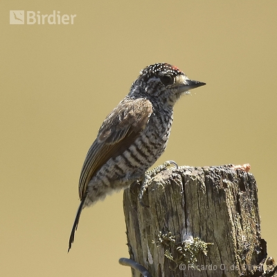 Picidae