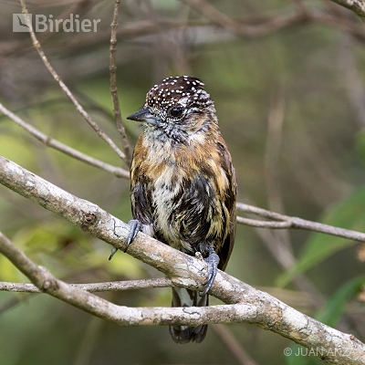 Aves do Rio Grande do Sul