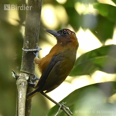 Picidae