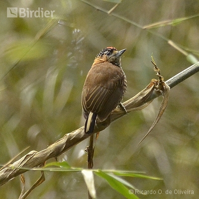 Picidae