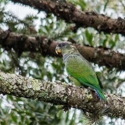 Aves do Planalto das Araucárias