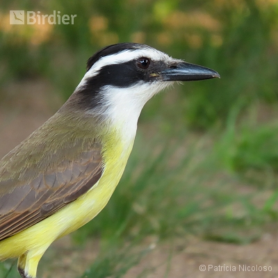 Pitangus sulphuratus