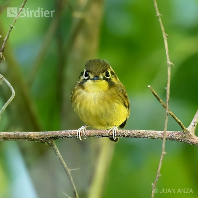 Aves do Rio Grande do Sul