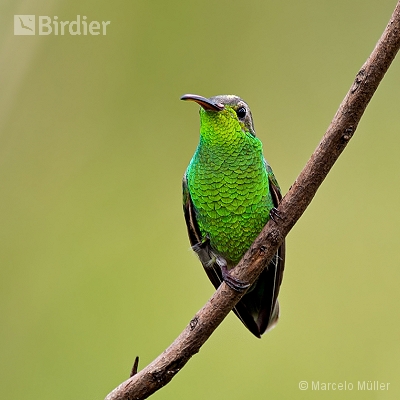 Hummingbirds