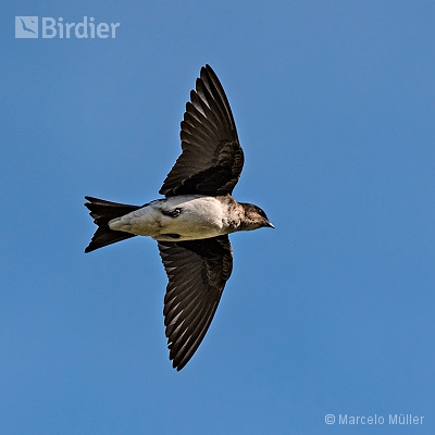 Swallows