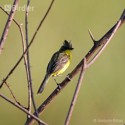 Aves do Mato Grosso do Sul