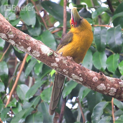 Birding Peruíbe.