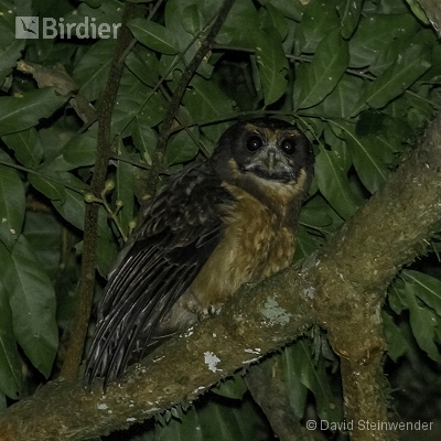 Reserva Biológica União / ICMBIO