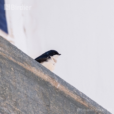 Aves mineiras