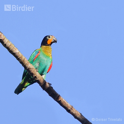 Amazônia