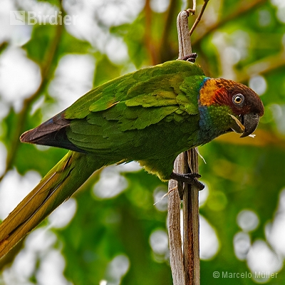 Psittacidae