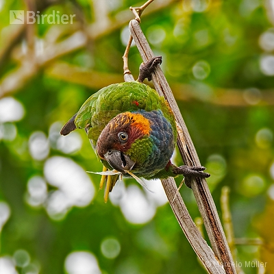 Psittacidae