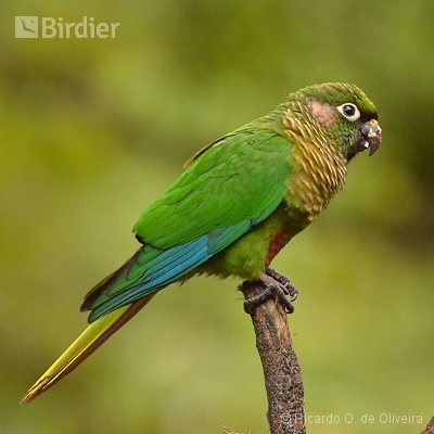 Psittacidae