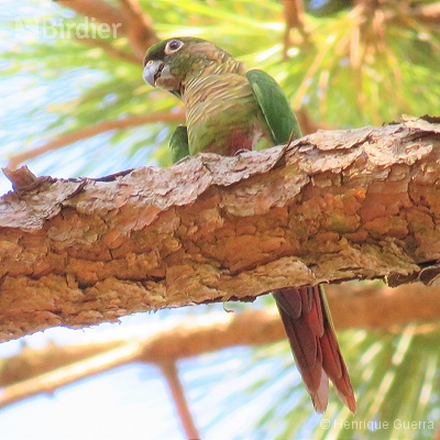 Aves da Fazenda Coqueiros