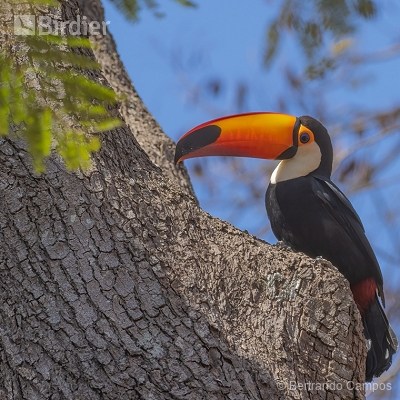 Nasce Um Tucano