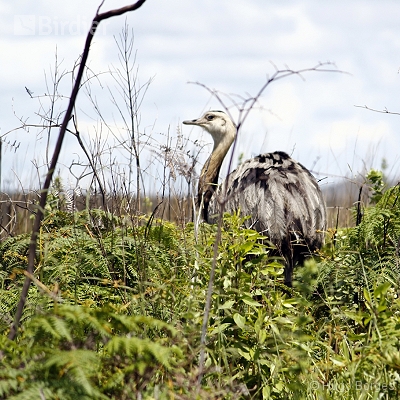 Birds of Canastra