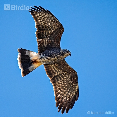 Birds of Prey
