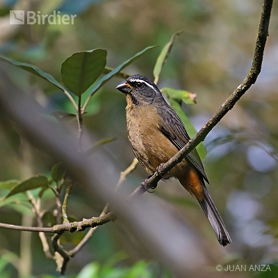 Aves do Rio Grande do Sul