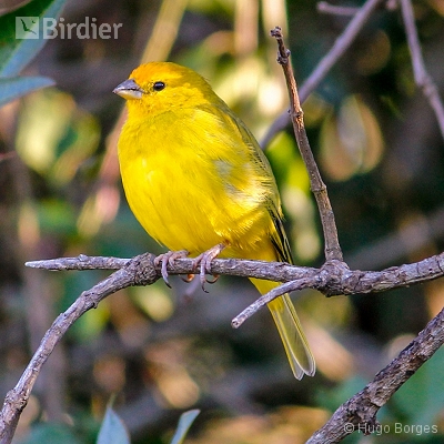 Birds of Canastra