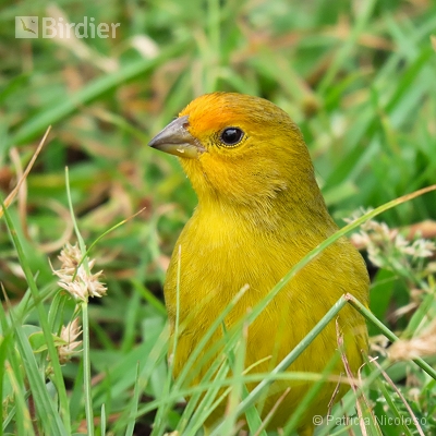 Sicalis flaveola