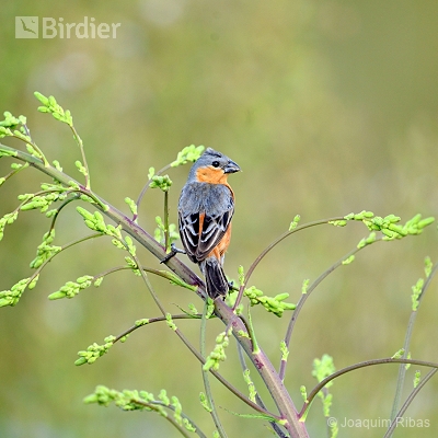 aves do planalto sul catarinense