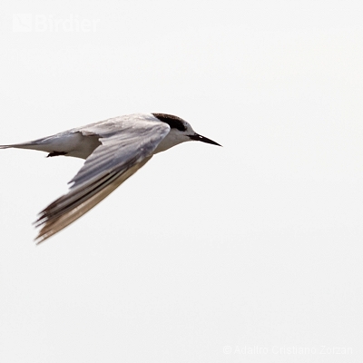 Minhas aves aquáticas