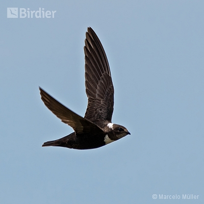 Swallows