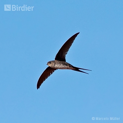 Swallows