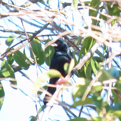 Tachyphonus coronatus