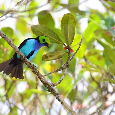 Floresta amazônica