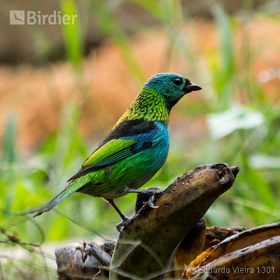 Aves Paulistas