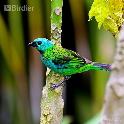 Southern Rainforest, Brazil