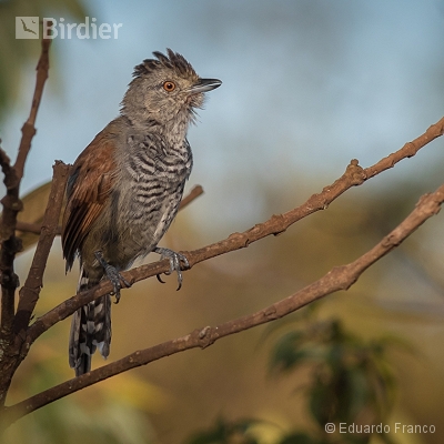 Birds of Serra do Espinhaço