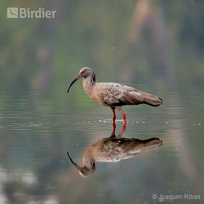 Aves do Mato Grosso do Sul