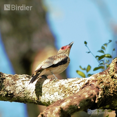 Aves do Mato Grosso do Sul