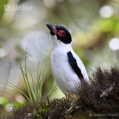 Aves de União da Vitória PR e Porto União SC e Paula Freitas PR