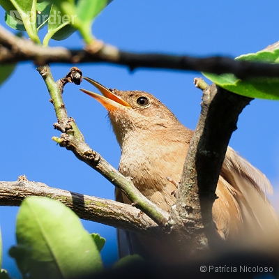 Troglodytes aedon