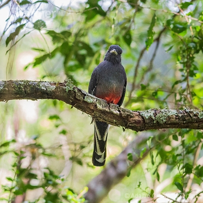 Minhas aves de mata