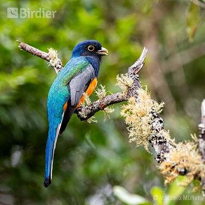 Trogonidae