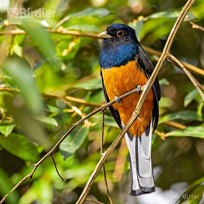Trogonidae