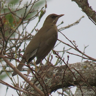 Aves da Fazenda Coqueiros