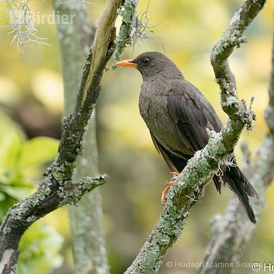 Aves do Equador