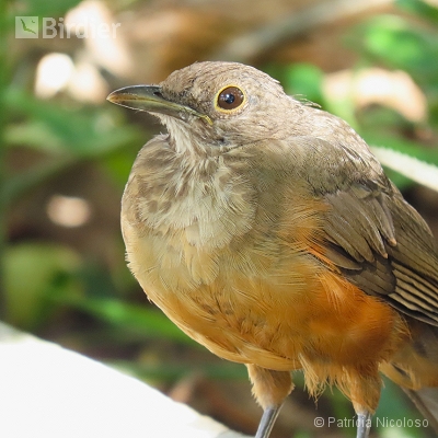 Turdus rufiventris