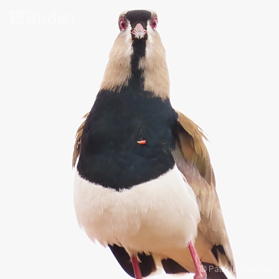 Vanellus chilensis