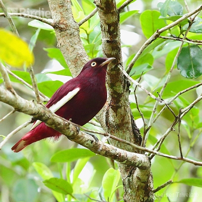 Amazônia