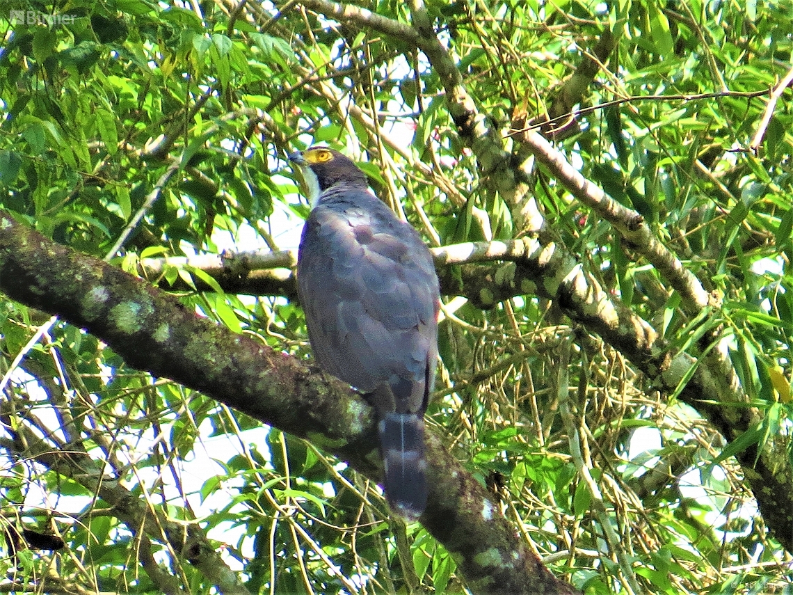 Accipiter poliogaster