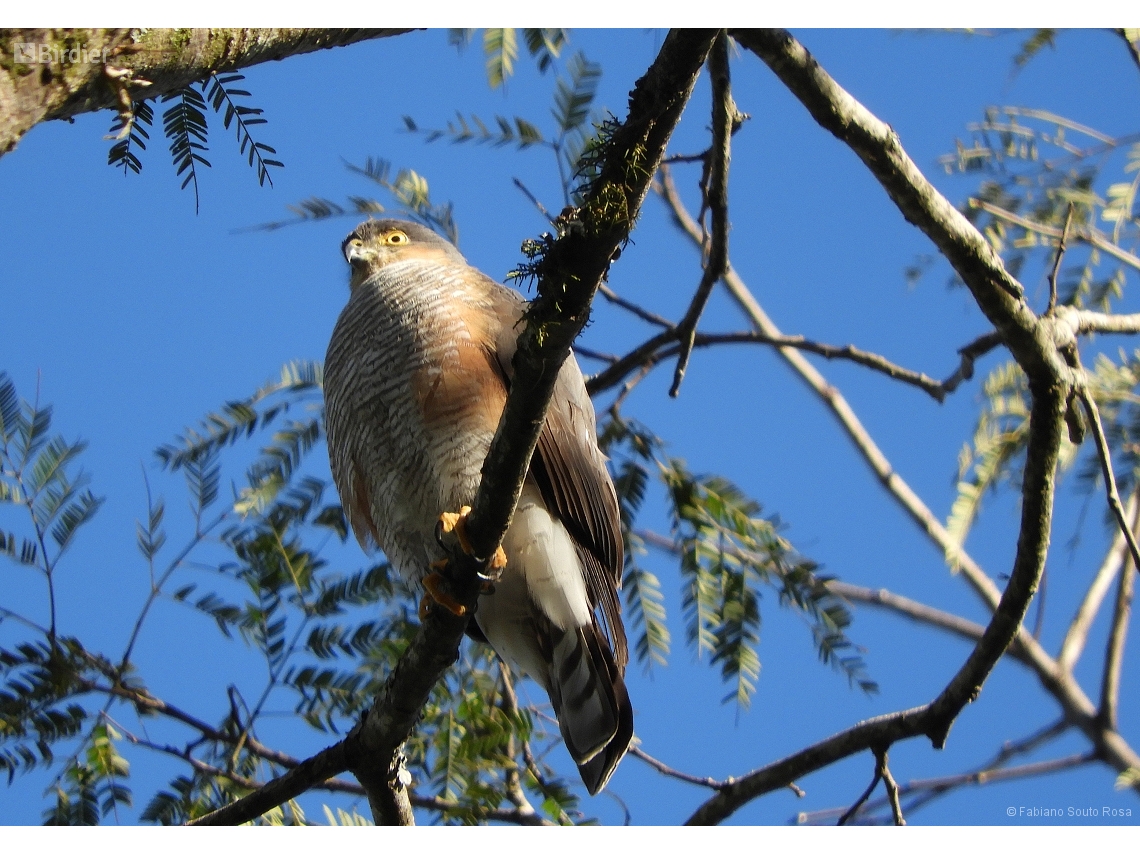 Accipiter striatus